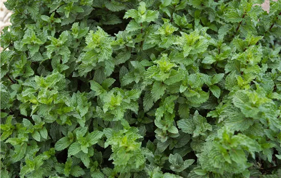 Mentha spicata 'Crispa'