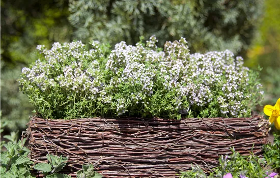 Thymus vulgaris 'Compactus'