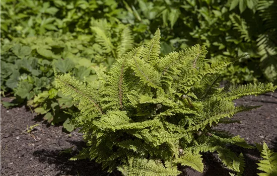 Polystichum set. 'Plumosum Densum'