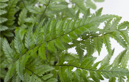 Polystichum tsus-simense