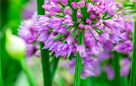 Allium 'Millenium'