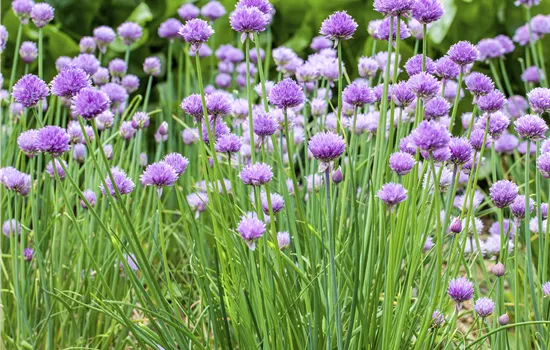 Allium schoenoprasum (Schnittlauch)
