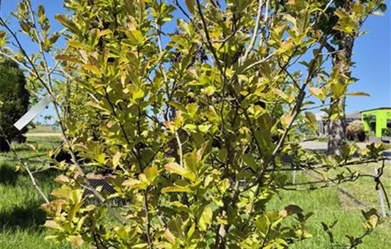 Magnolia loebneri 'Merrill'