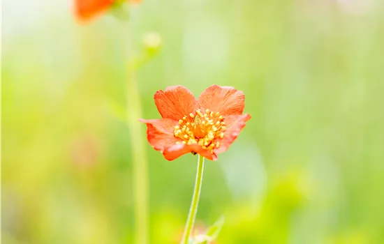 Geum chiloense 'Feuerball'
