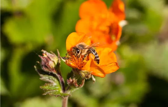 Geum coccineum 'Koi'