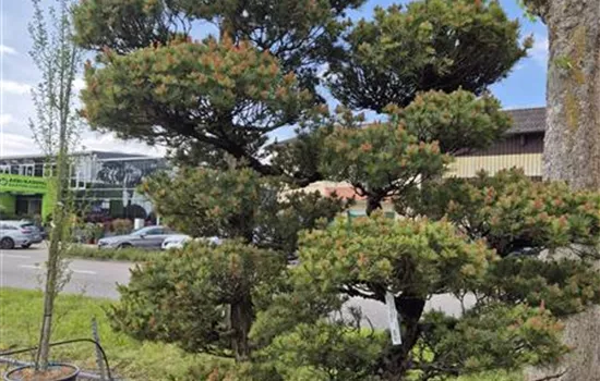 Pinus parviflora 'Glauca' 