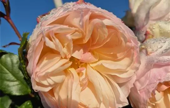 Stephanie Baronin zu Guttenberg ®