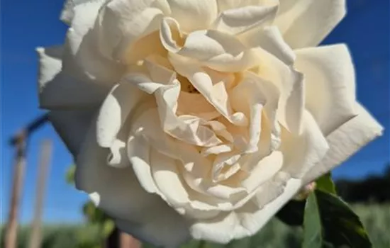 Ilse Krohn Superior ®