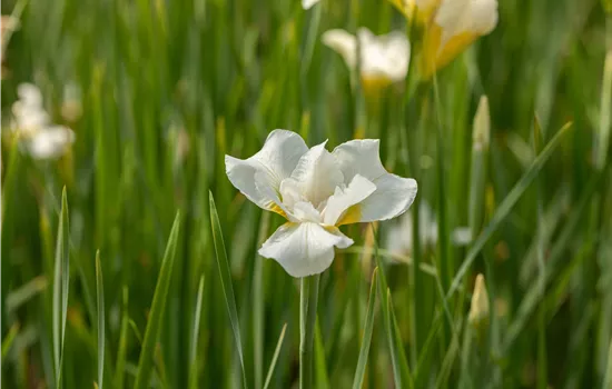 Iris sibirica 'White Swirl'
