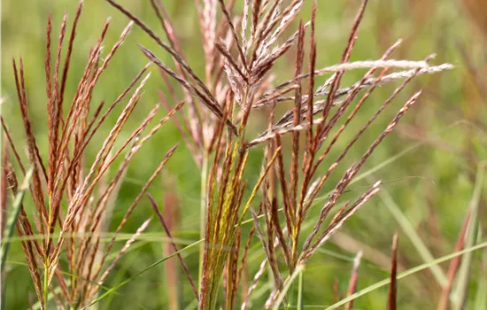 Miscanthus sinensis 'Ferner Osten'