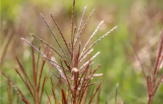 Miscanthus sinensis 'Ferner Osten'