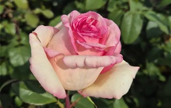 Souvenir de Baden-Baden ®