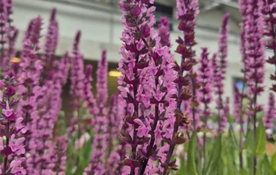 Salvia nemorosa 'Caradonna Pink'