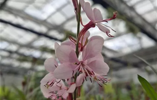 Gaura lindheimeri 'Rosy Jane'
