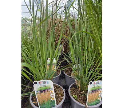 Calamagrostis acutiflora 'Karl Förster' Calamagrostis acutiflora 'Karl Förster'