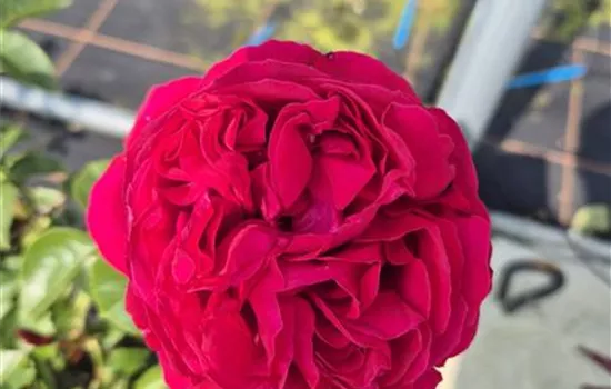 Red Eden Rose ®