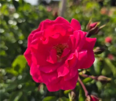 Heidetraum Heidetraum
