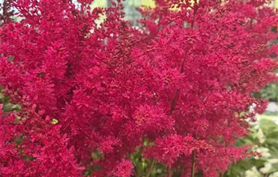 Astilbe arendsii 'Heavy Metal'