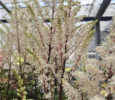 Astilbe arendsii 'Rock and Roll' Astilbe arendsii 'Rock and Roll'