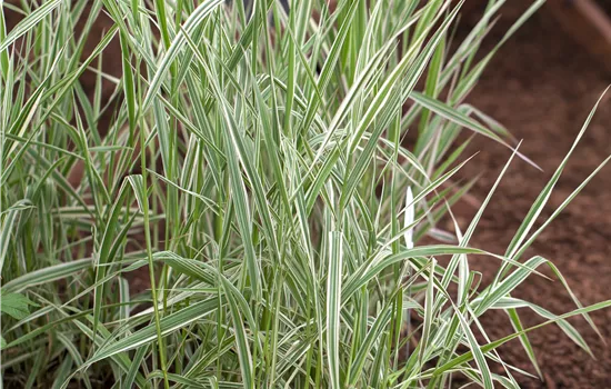 Phalaris arundinacea 'Picta'