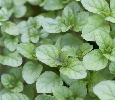 Mentha citrata Mentha citrata