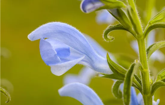 Salvia pratensis