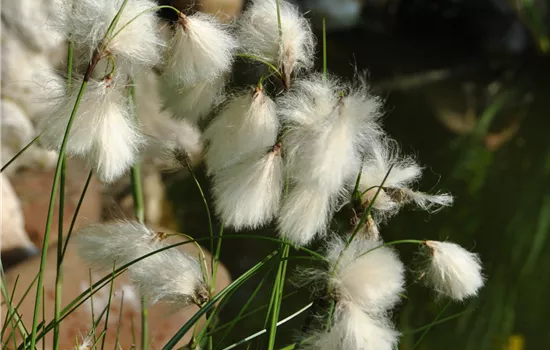 Eriophorum angustifolium