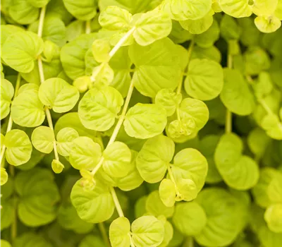 Lysimachia nummularia 'Goldilocks' Lysimachia nummularia 'Goldilocks'