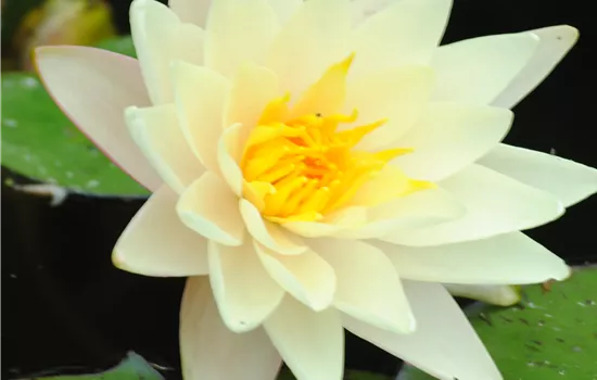 Nymphaea hybrid 'Marliacea Albida'