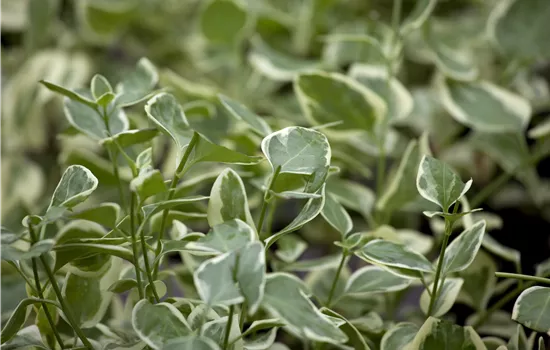 Vinca major 'Variegata'