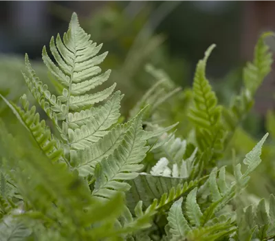 Dryopteris erythrosora Dryopteris erythrosora