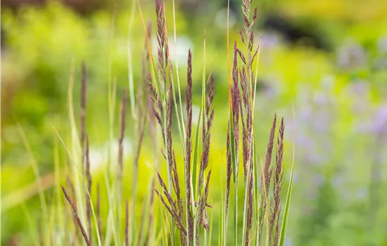 Calamagrostis acutiflora 'Overdam'