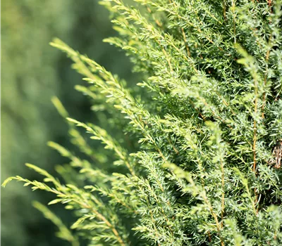 Juniperus communis 'Hibernica' Juniperus communis 'Hibernica'