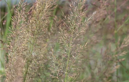 Calamagrostis brachytricha
