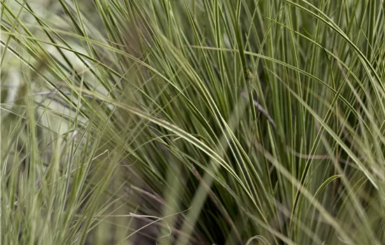 Carex brunnea 'Verde'