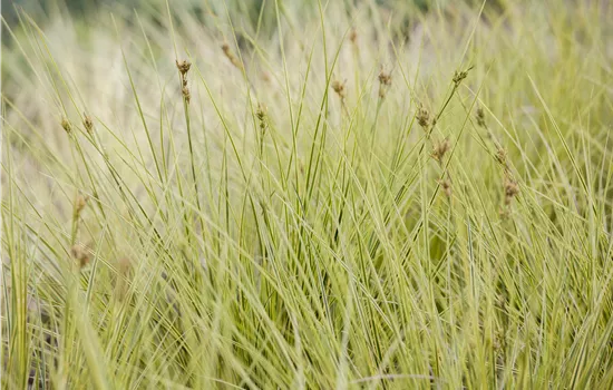 Carex brunnea 'Jenneke'