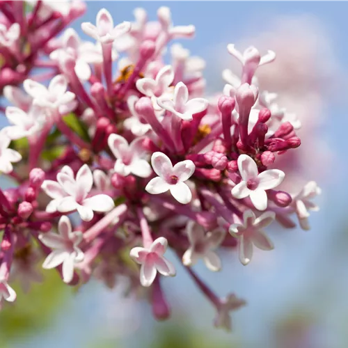 Syringa microphylla 'Superba' Syringa microphylla 'Superba'