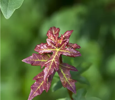 Acer campestre Acer campestre