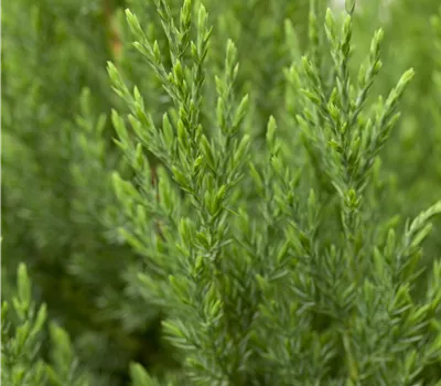 Juniperus chinensis 'Stricta' Juniperus chinensis 'Stricta'