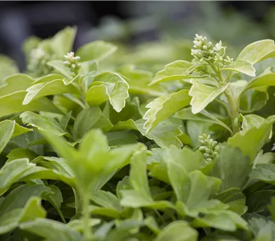 Pachysandra terminalis Pachysandra terminalis