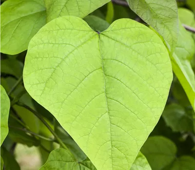Catalpa bignonioides 'Nana' Catalpa bignonioides 'Nana'