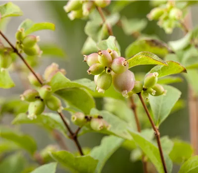 Symphoricarpos x chenaultii 'Hancock' Symphoricarpos x chenaultii 'Hancock'