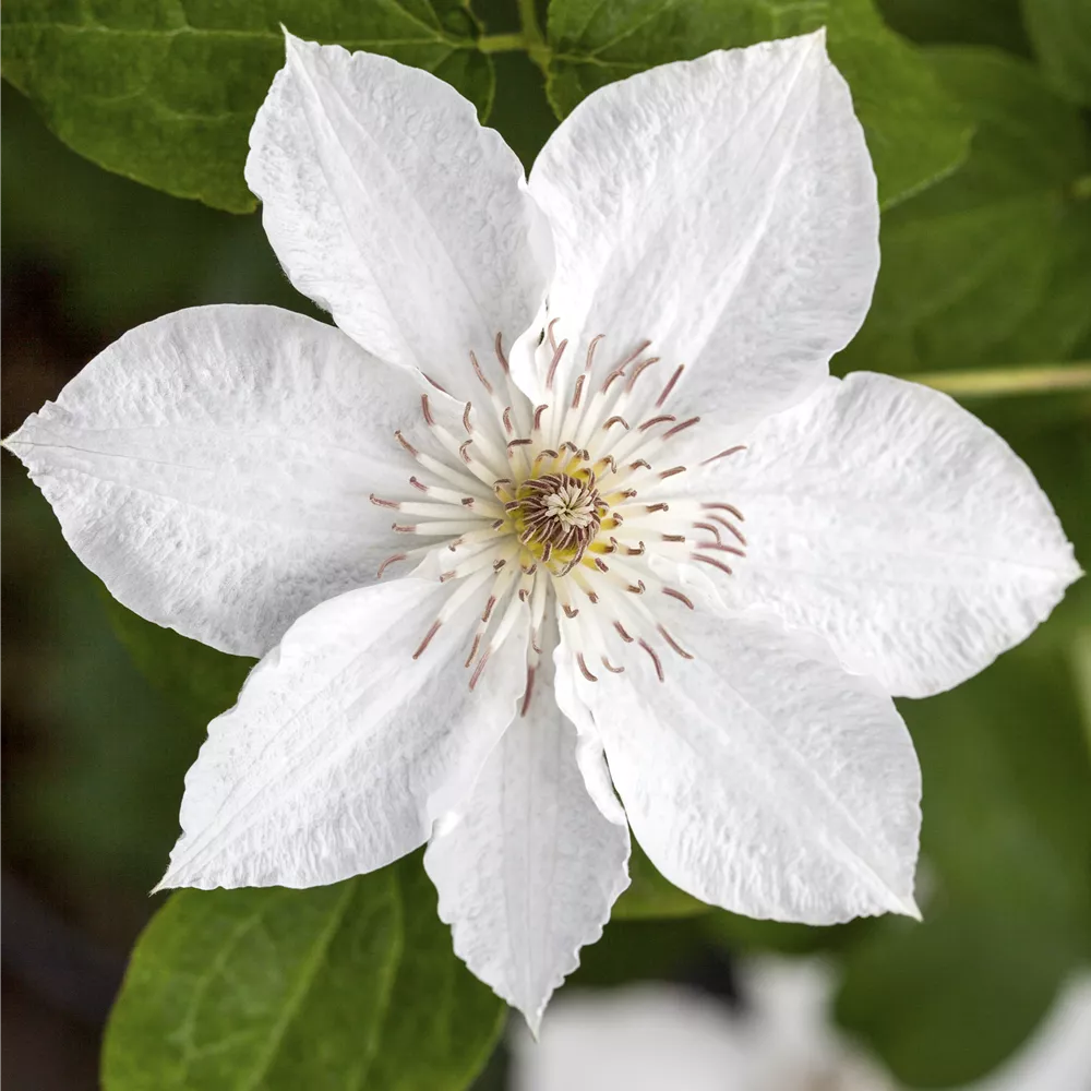 Schling- und Kletterpflanzen