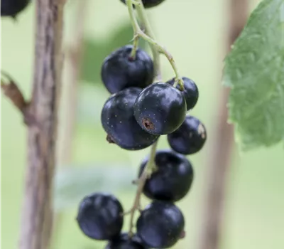 Ribes Lowberry 'Little Black Sugar' Ribes Lowberry 'Little Black Sugar'