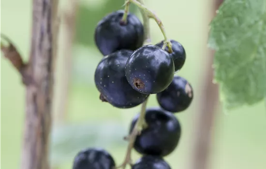 Ribes Lowberry 'Little Black Sugar'