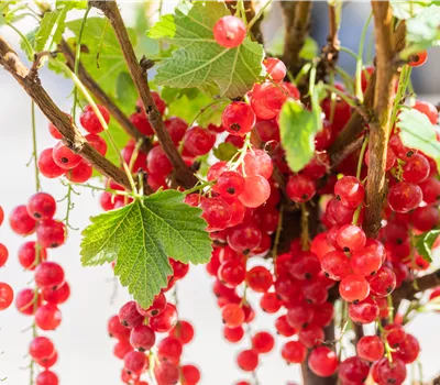 Ribes 'Rolan' Ribes 'Rolan'