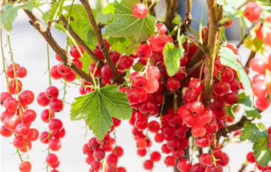 Ribes rubrum 'Rolan' 