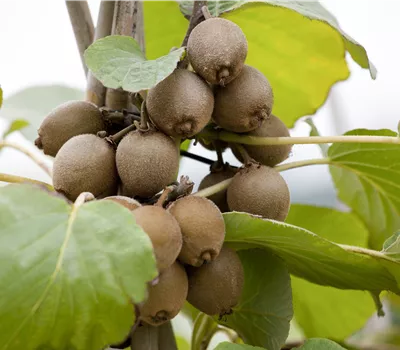 Actinidia chinensis 'Solissimo' Actinidia chinensis 'Solissimo'