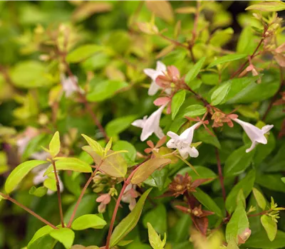 Abelia grandiflora Abelia grandiflora