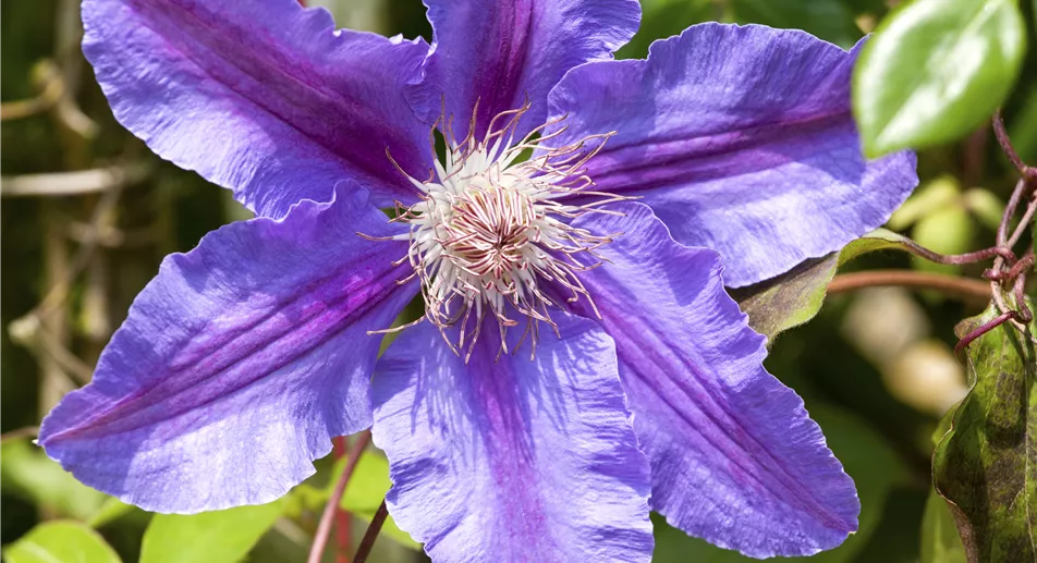 Beeren_Aebi-Kaderli_2024.JPG Clematis